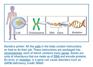 understanding of how genetic mutations occur