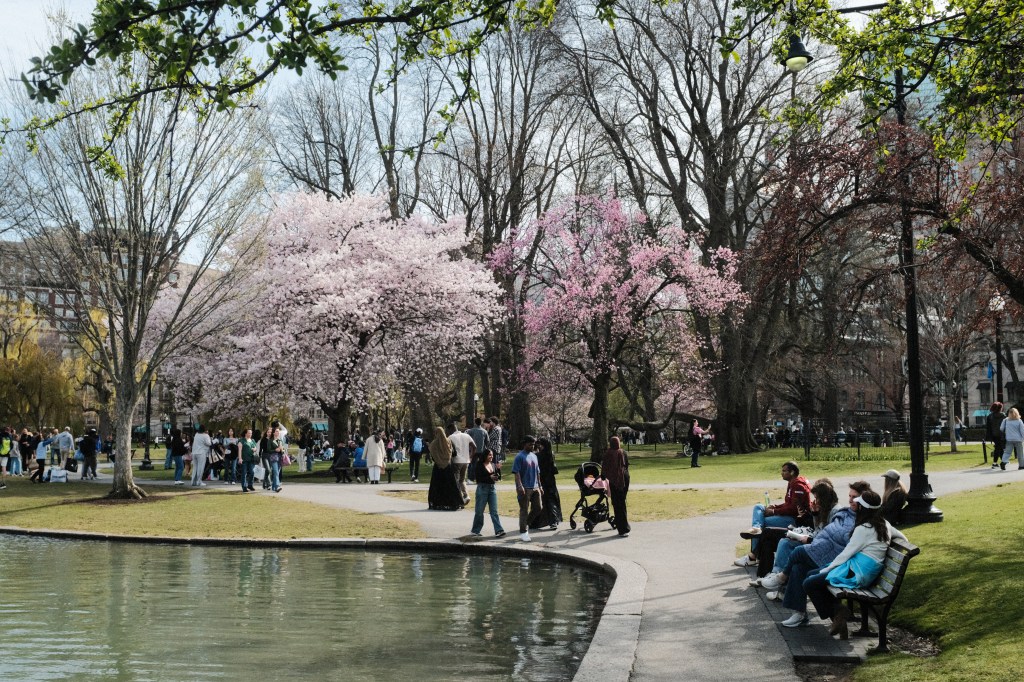 Boston common in bloom