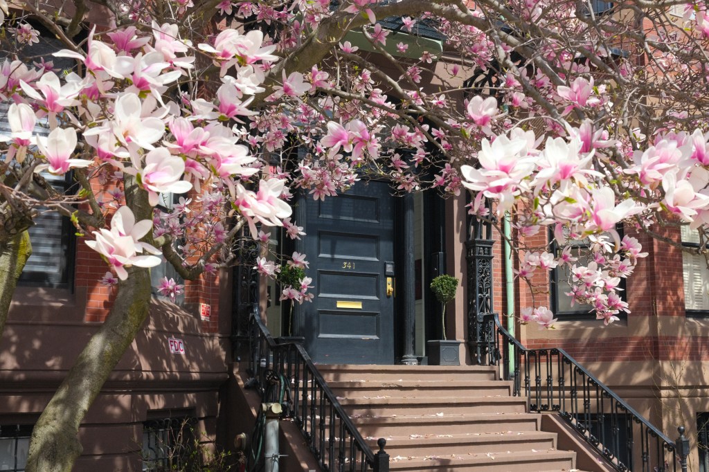 Spring blossoms in Boston