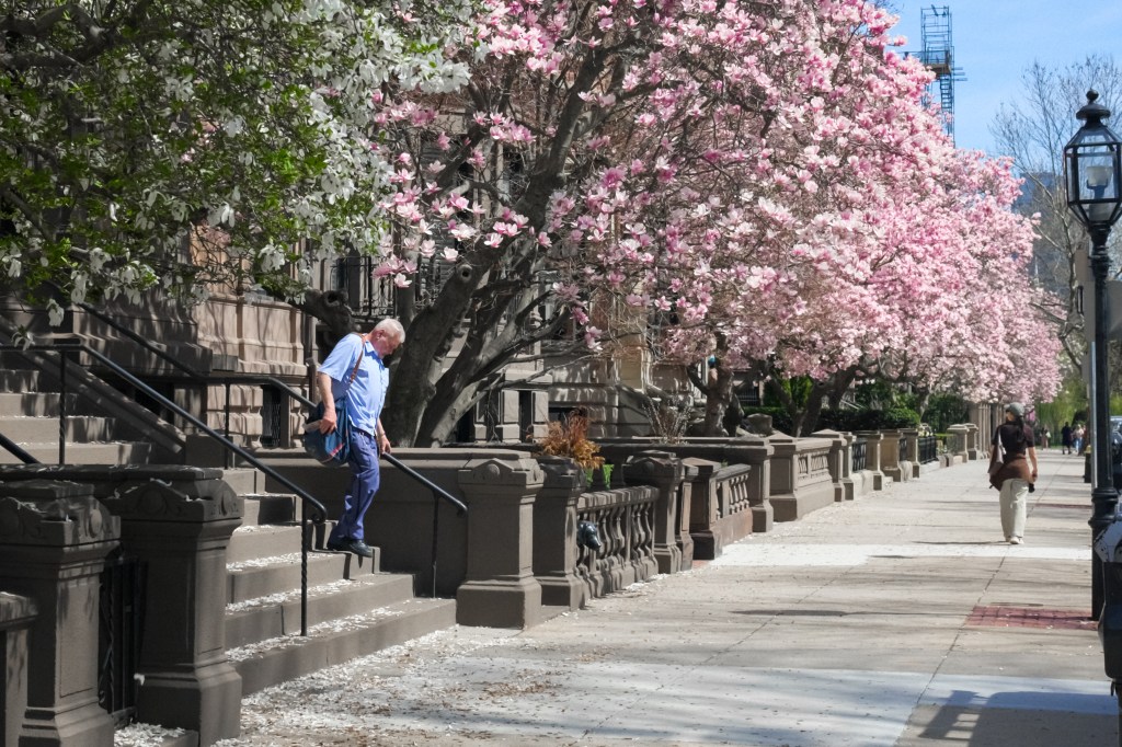 Spring blossoms in Boston