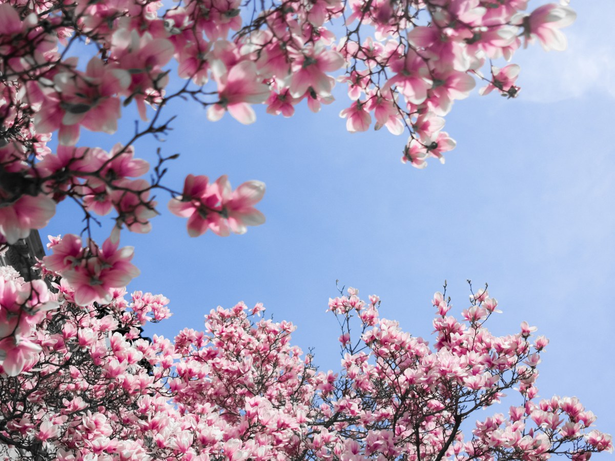 Field Note 12: Days +201 to&nbsp;+250