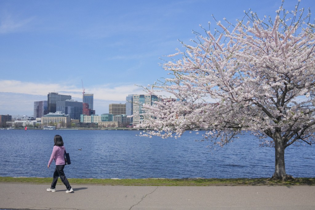 Spring blossoms in Boston