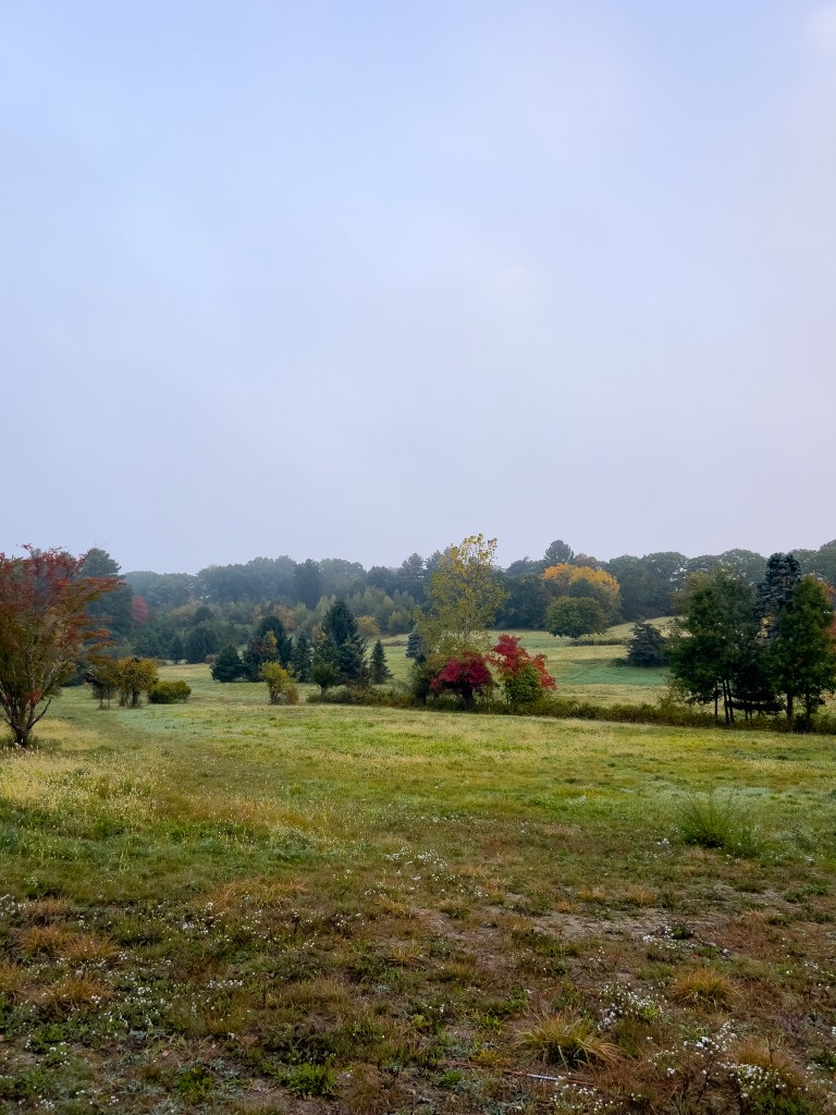 A misty landscape with green grass, colorful autumn trees, and a soft gray sky.